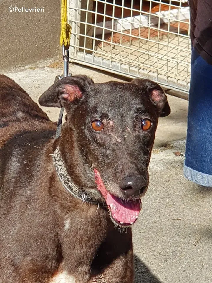 binchy adozione levrieri greyhound 18