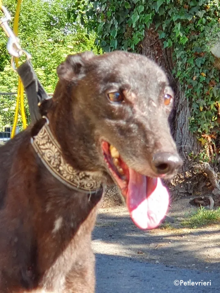 binchy adozione levrieri greyhound 19