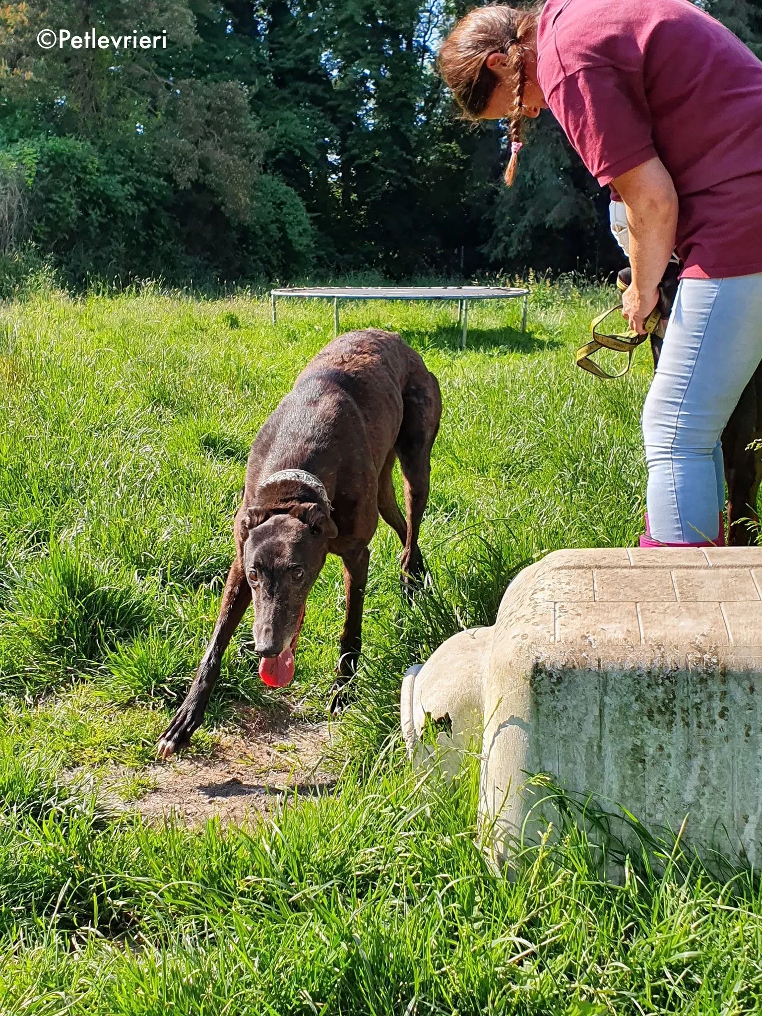 binchy adozione levrieri greyhound 2