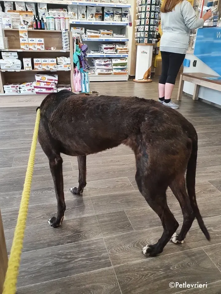 binchy adozione levrieri greyhound 20