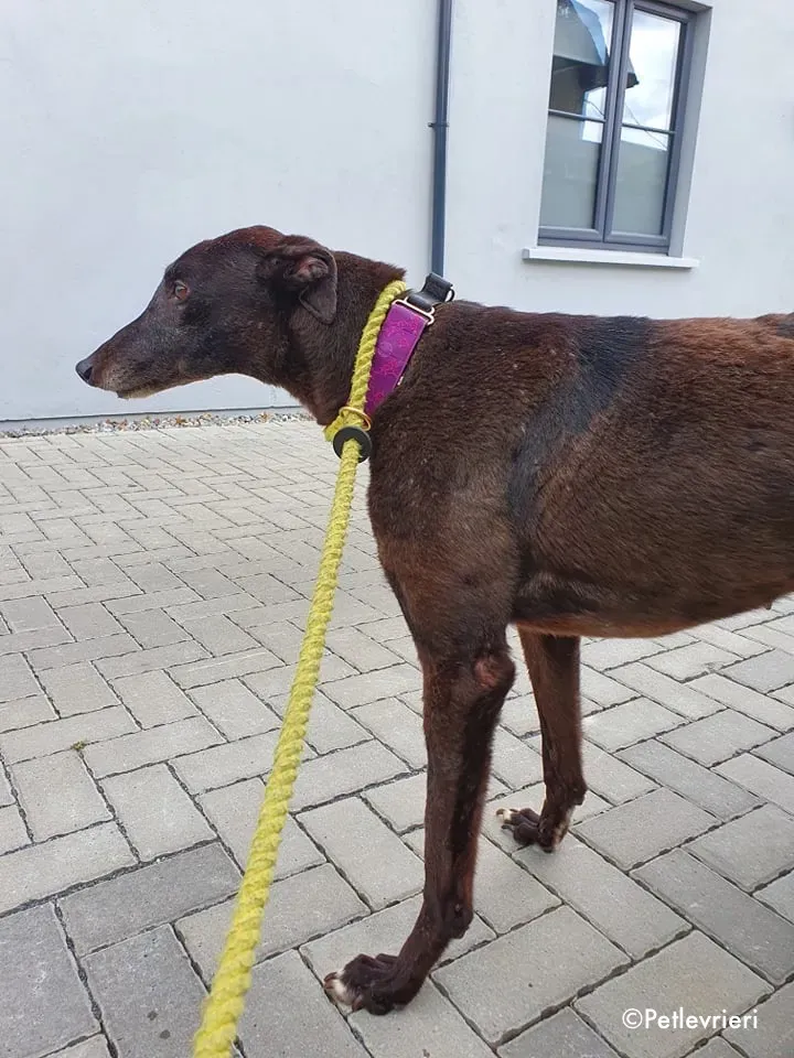 binchy adozione levrieri greyhound 21