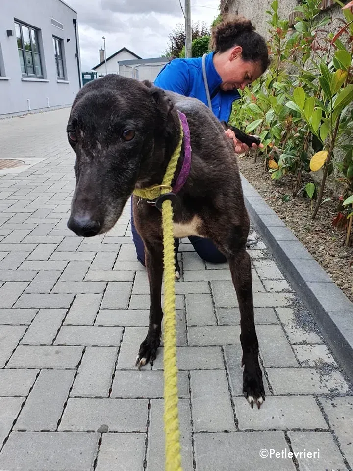 binchy adozione levrieri greyhound 22