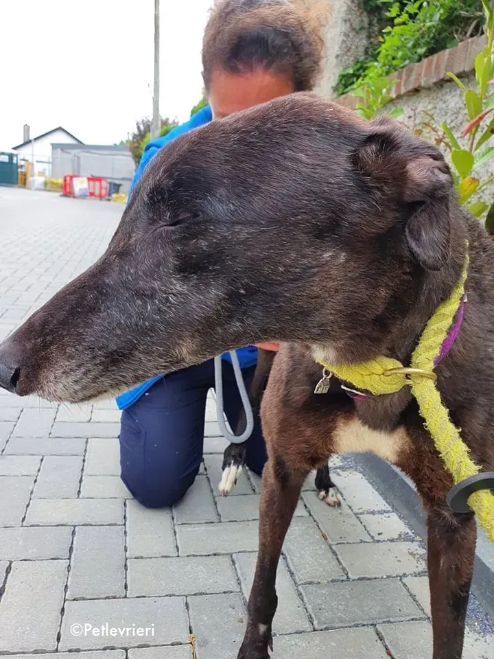 binchy adozione levrieri greyhound 23