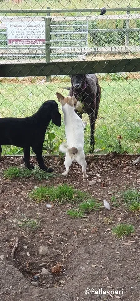 binchy adozione levrieri greyhound 24