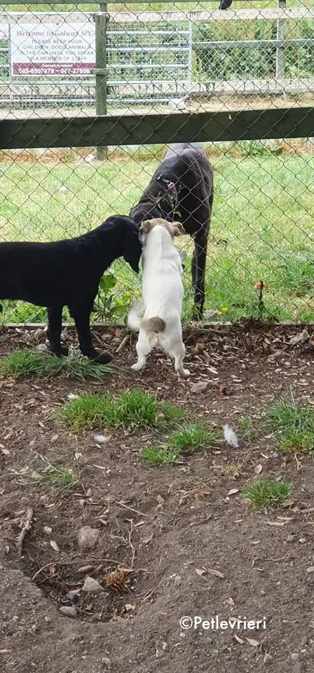 binchy adozione levrieri greyhound 25