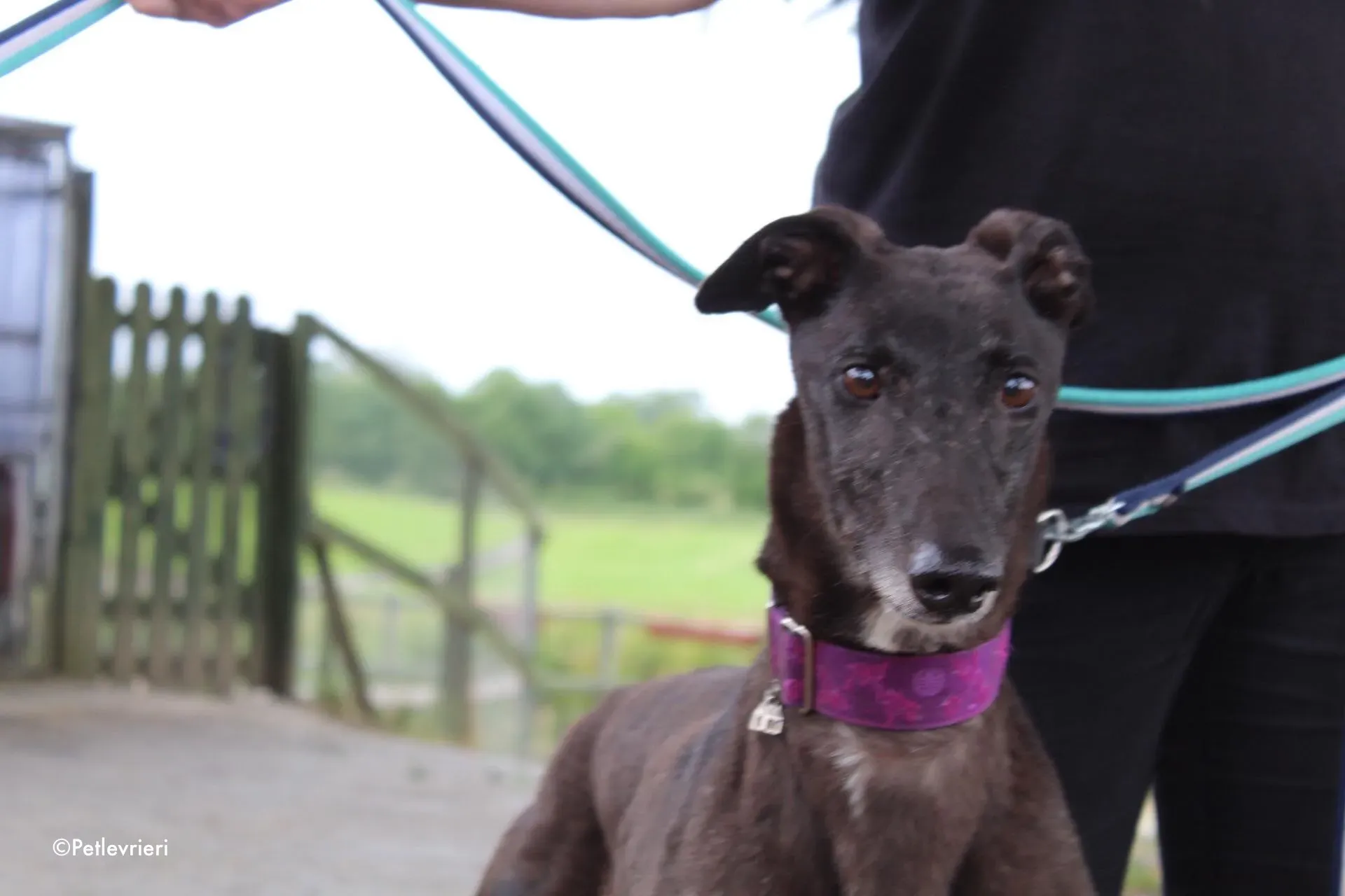 binchy adozione levrieri greyhound 26