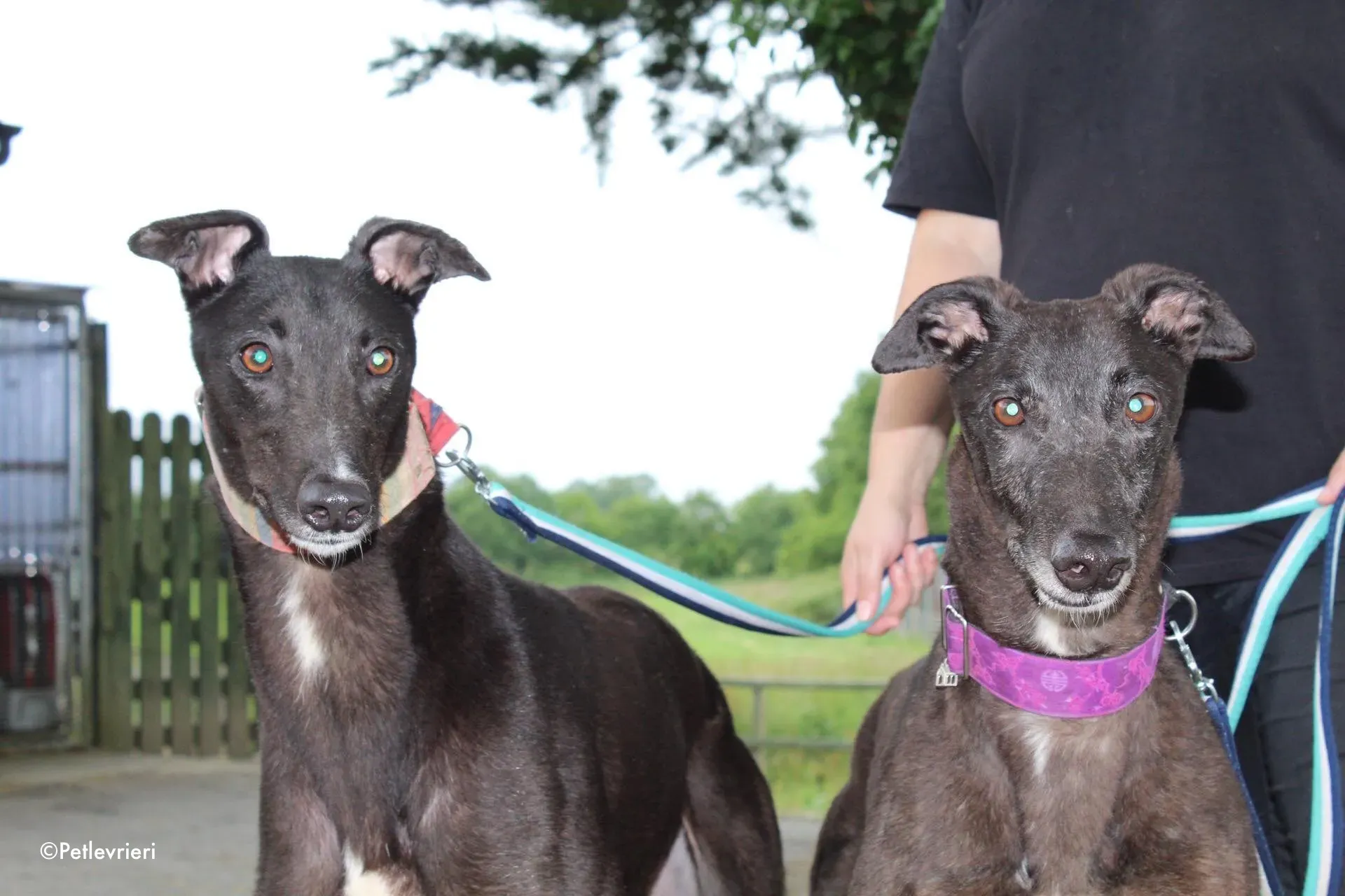 binchy adozione levrieri greyhound 27