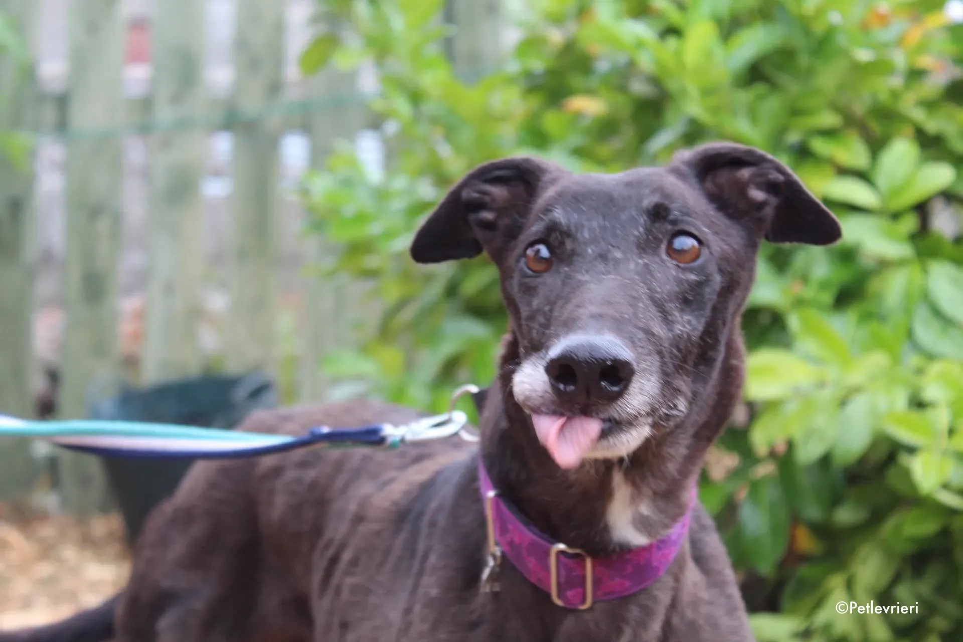 binchy adozione levrieri greyhound 28