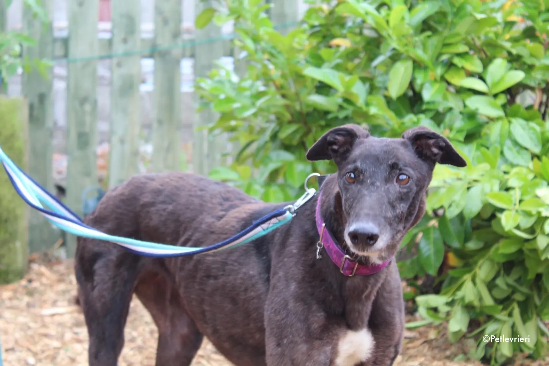 binchy adozione levrieri greyhound 29