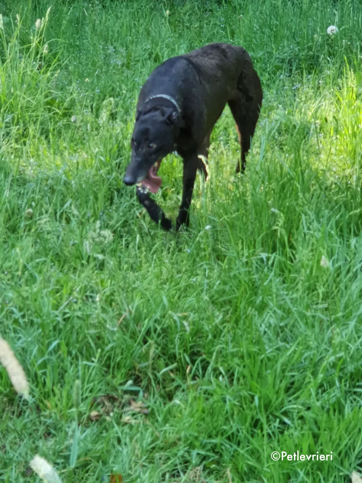 binchy adozione levrieri greyhound 3