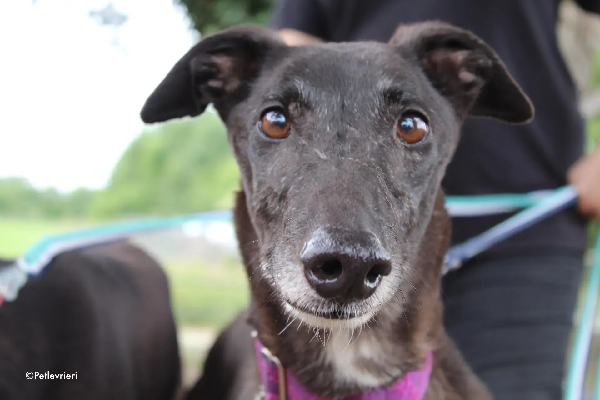 binchy adozione levrieri greyhound 30