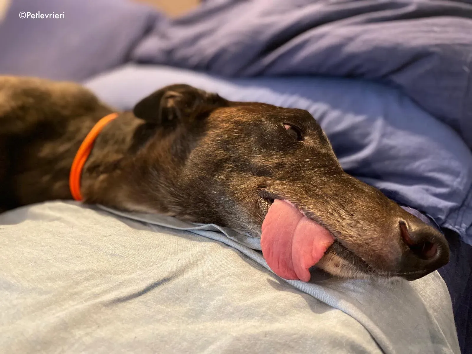 binchy adozione levrieri greyhound 31