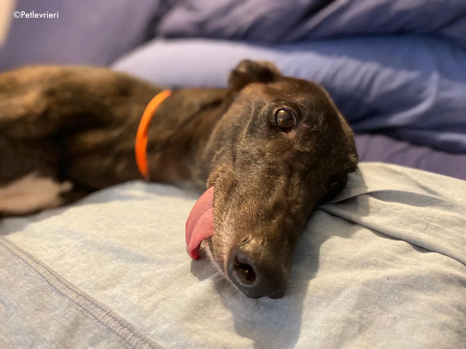 binchy adozione levrieri greyhound 32