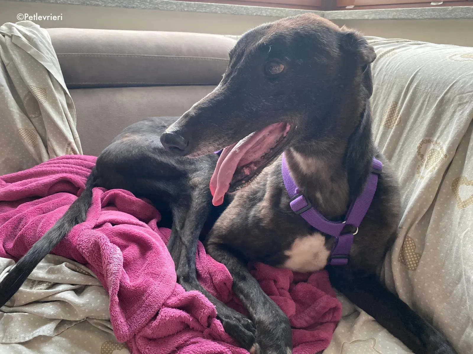 binchy adozione levrieri greyhound 33