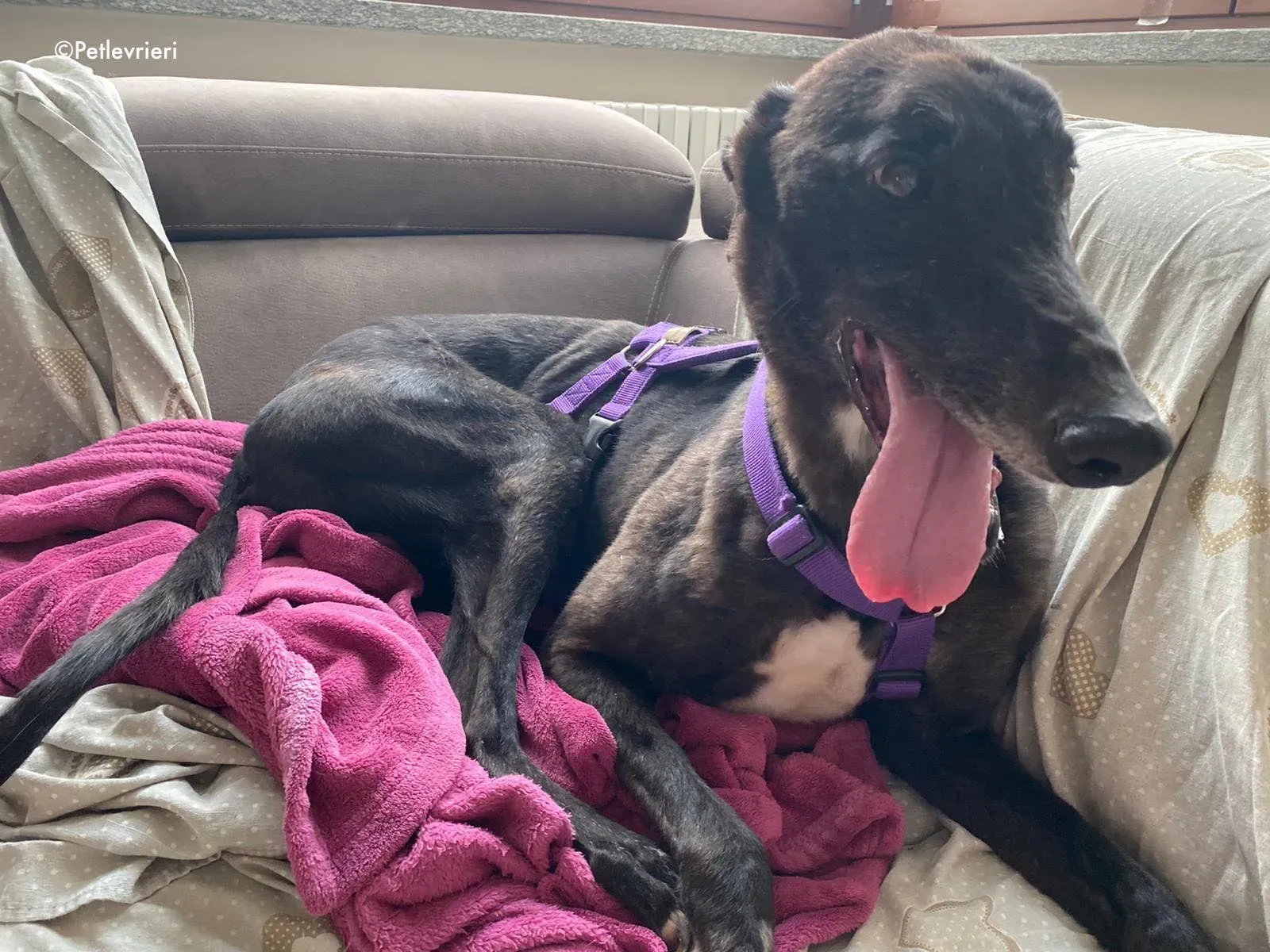 binchy adozione levrieri greyhound 34