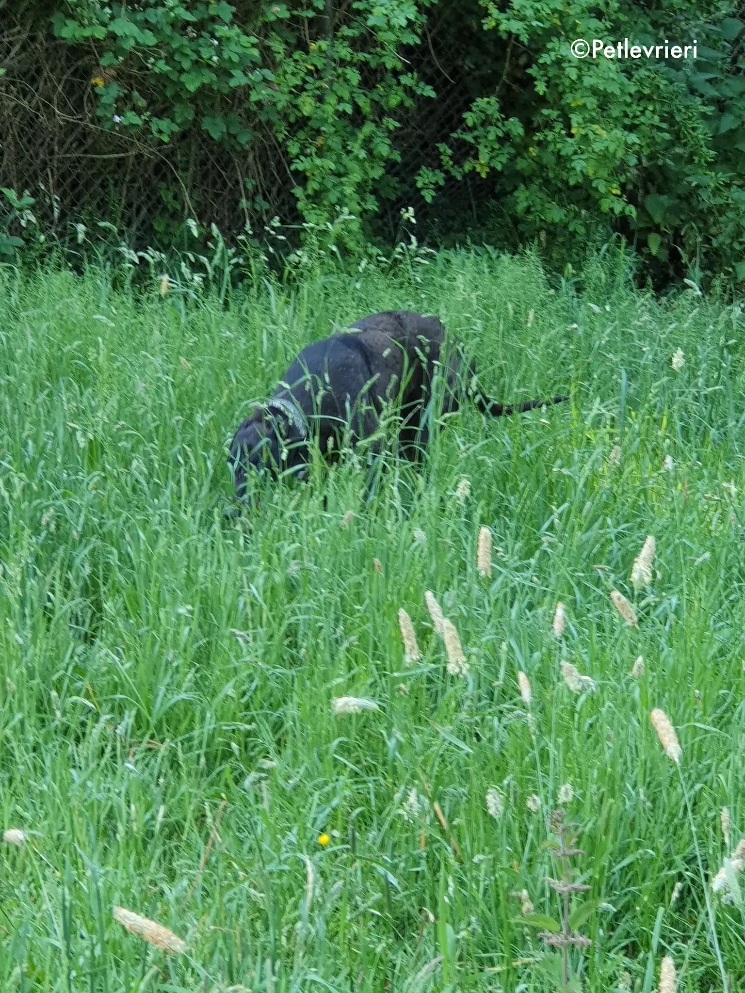 binchy adozione levrieri greyhound 4