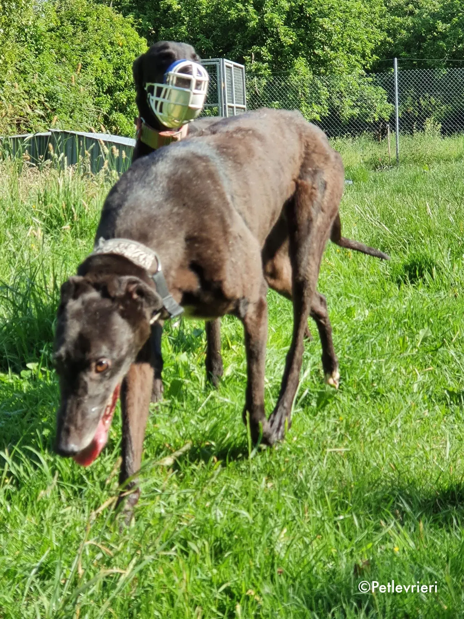 binchy adozione levrieri greyhound 5