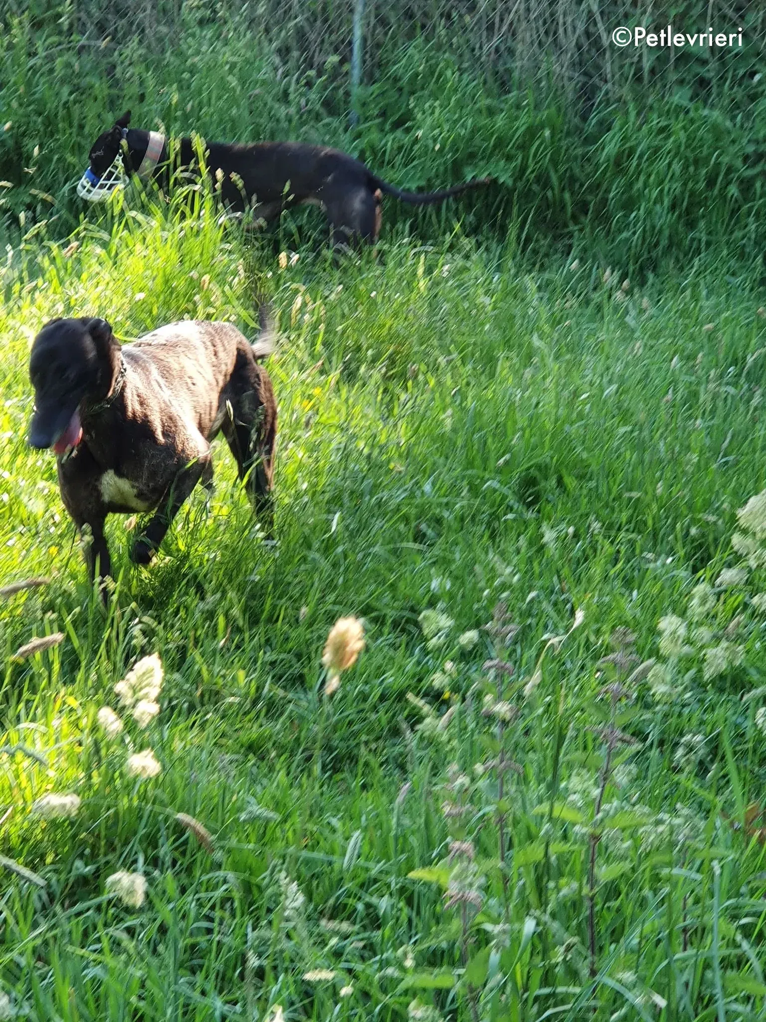 binchy adozione levrieri greyhound 6