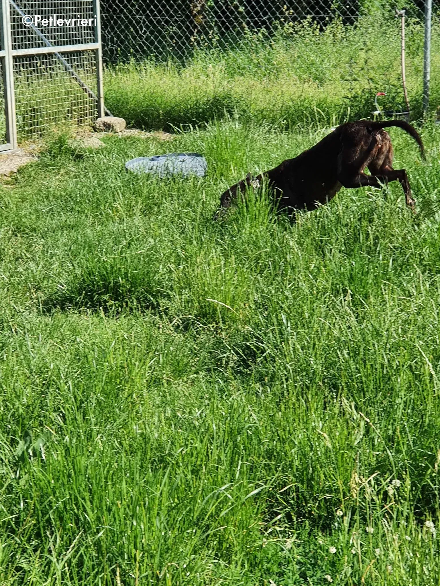 binchy adozione levrieri greyhound 7