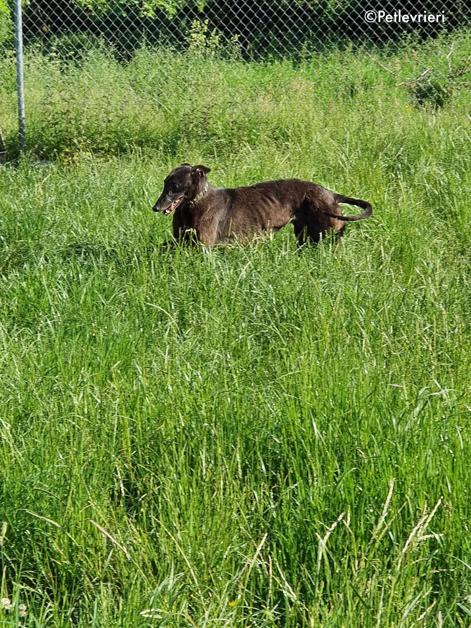 binchy adozione levrieri greyhound 8