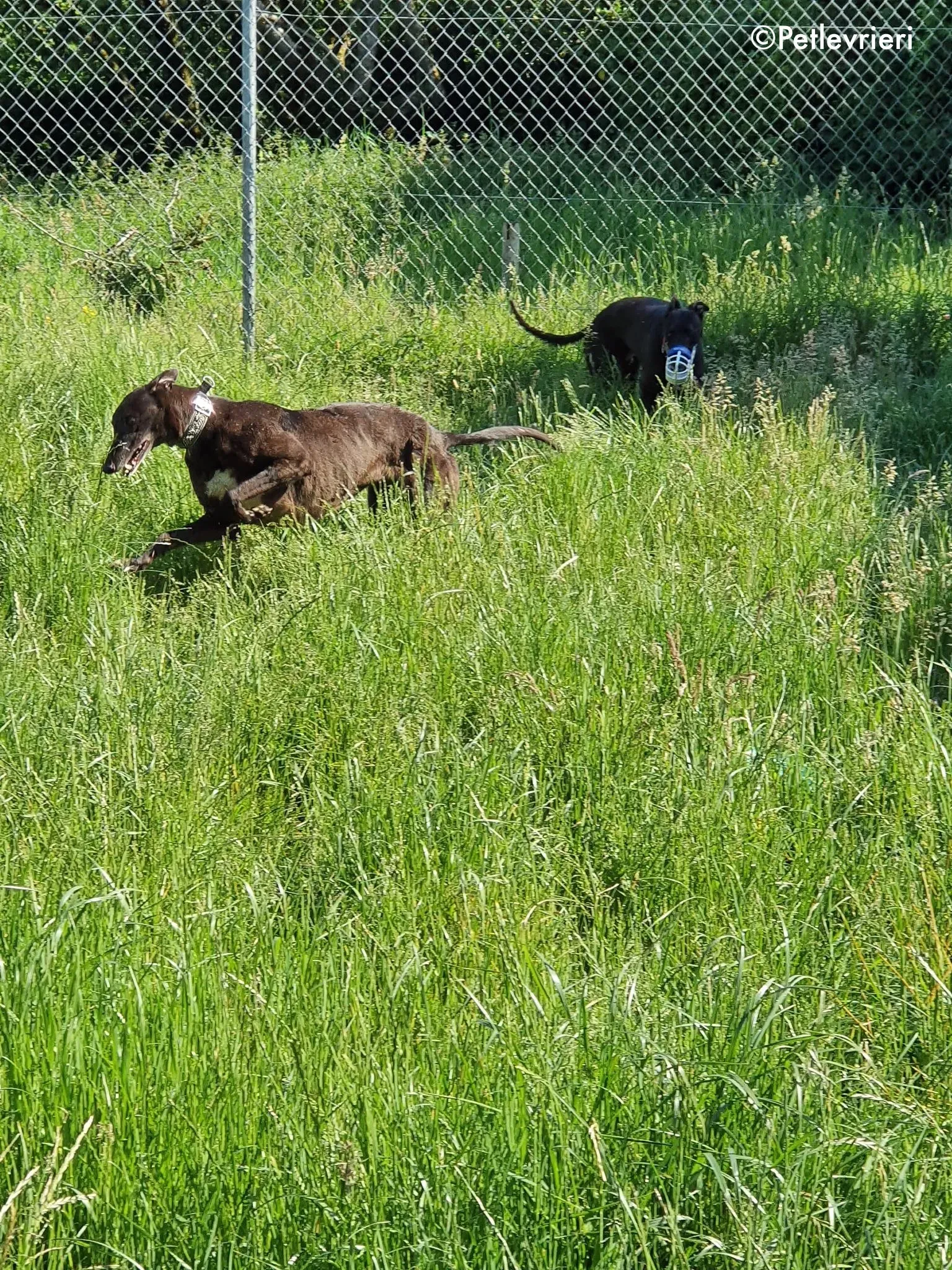 binchy adozione levrieri greyhound 9