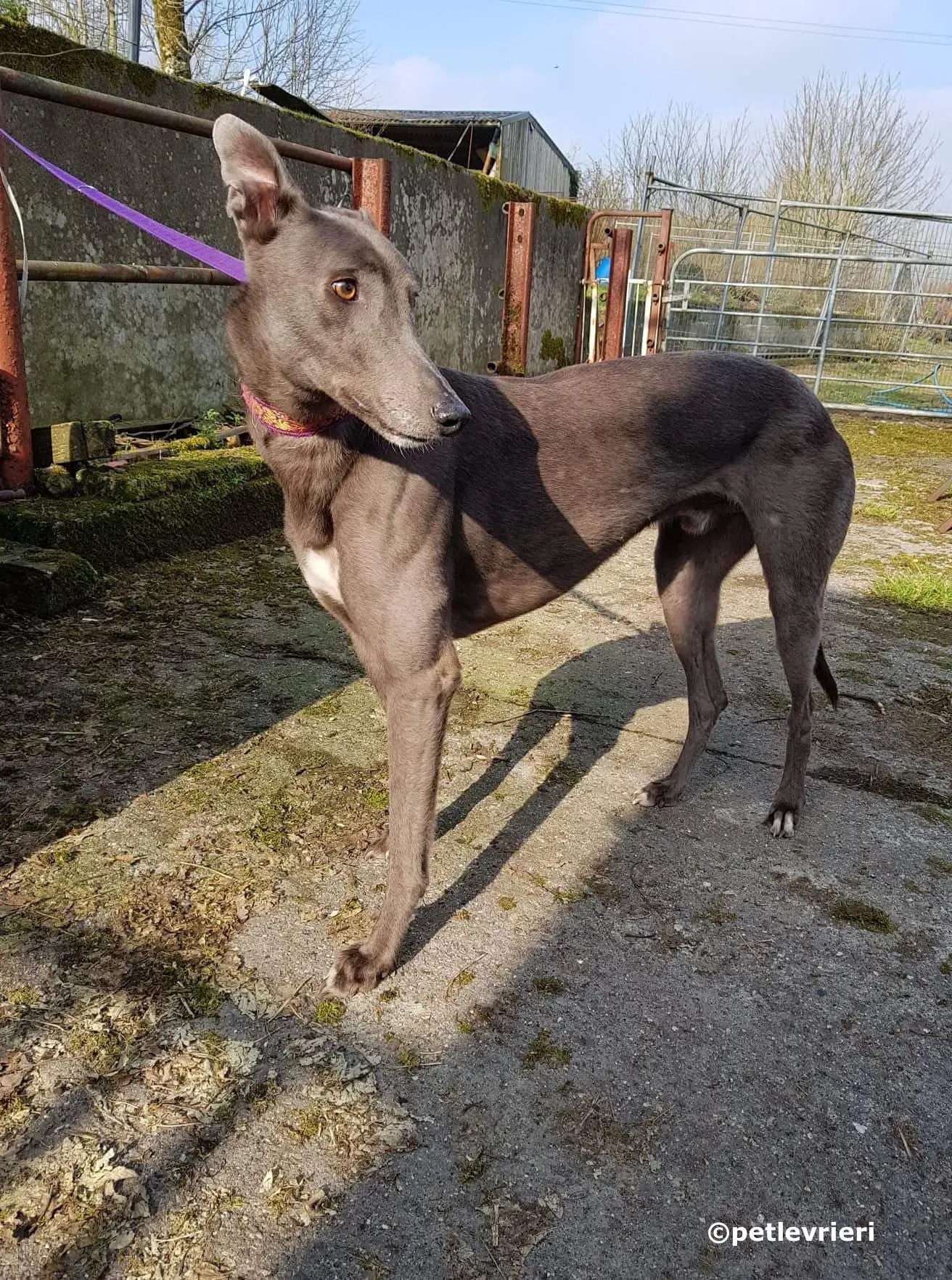 bingley adozione levrieri greyhound 1