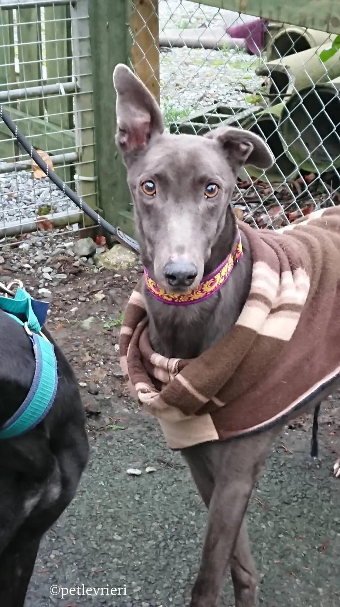 bingley adozione levrieri greyhound 10