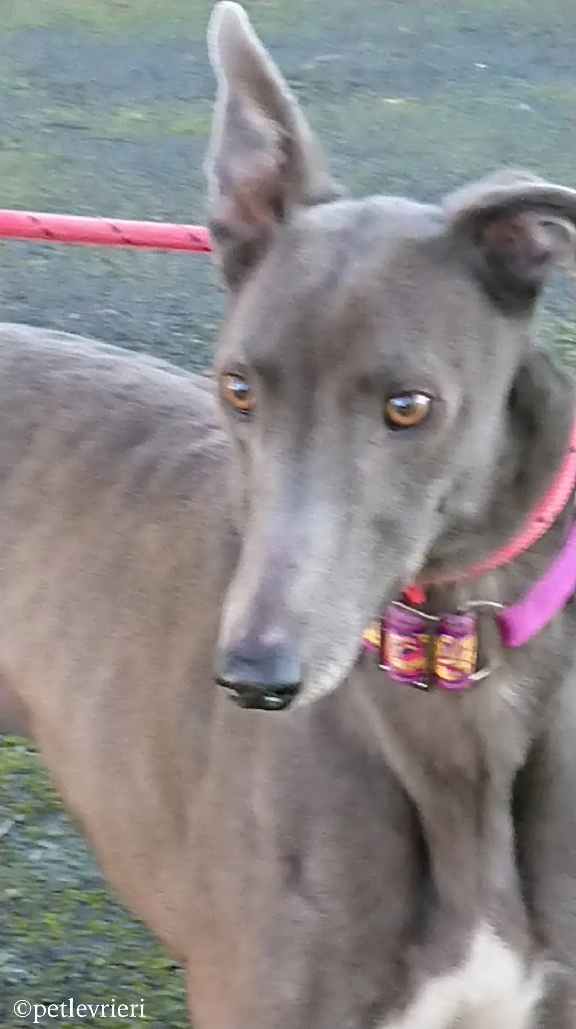 bingley adozione levrieri greyhound 11