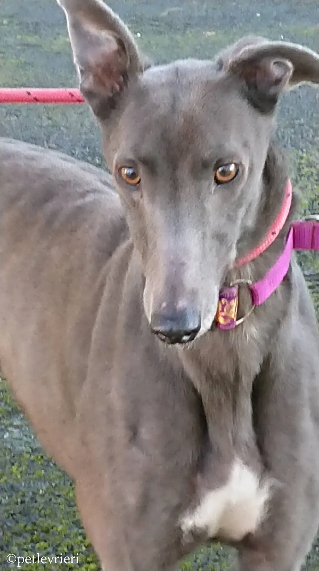 bingley adozione levrieri greyhound 12