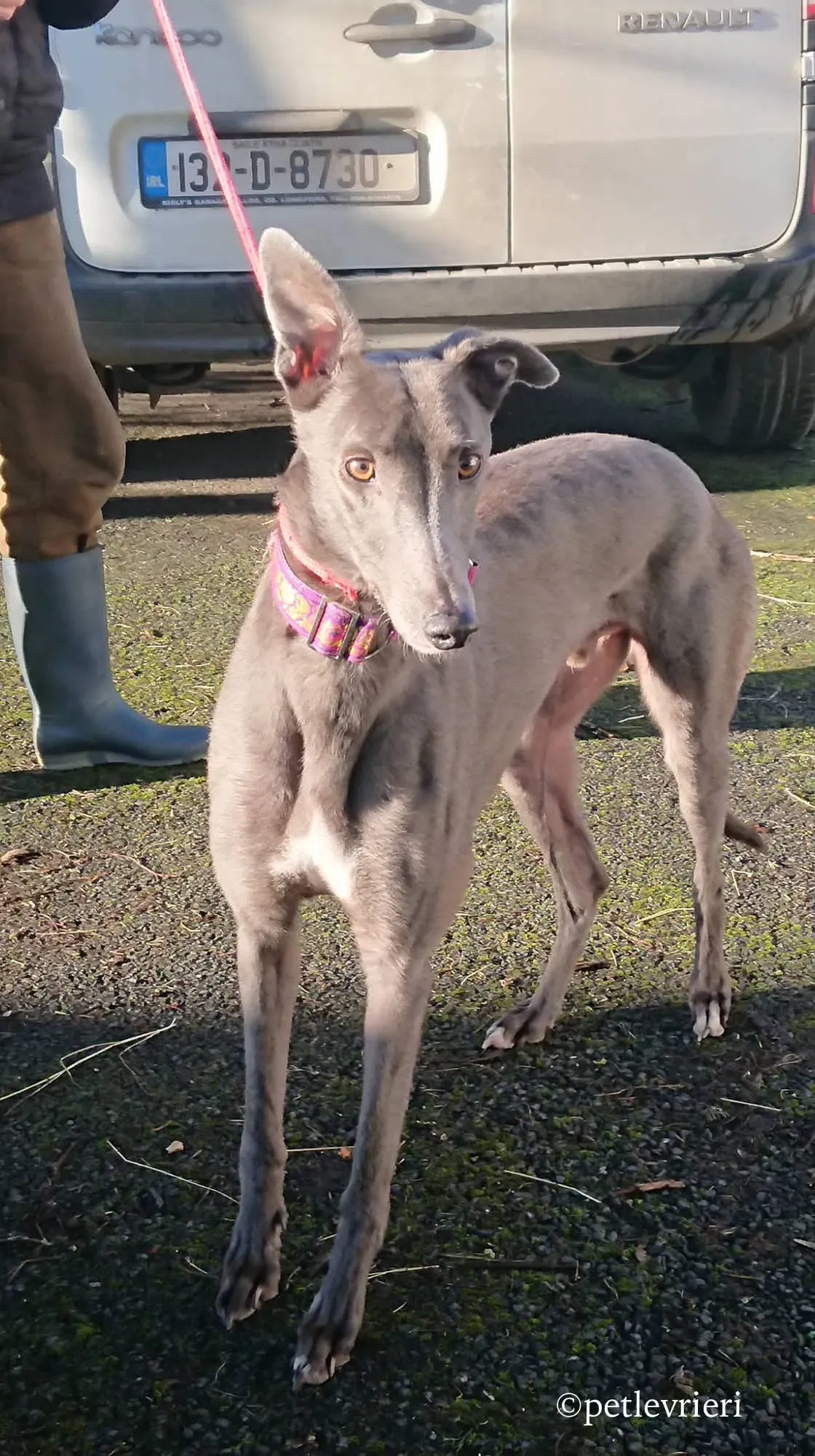 bingley adozione levrieri greyhound 13