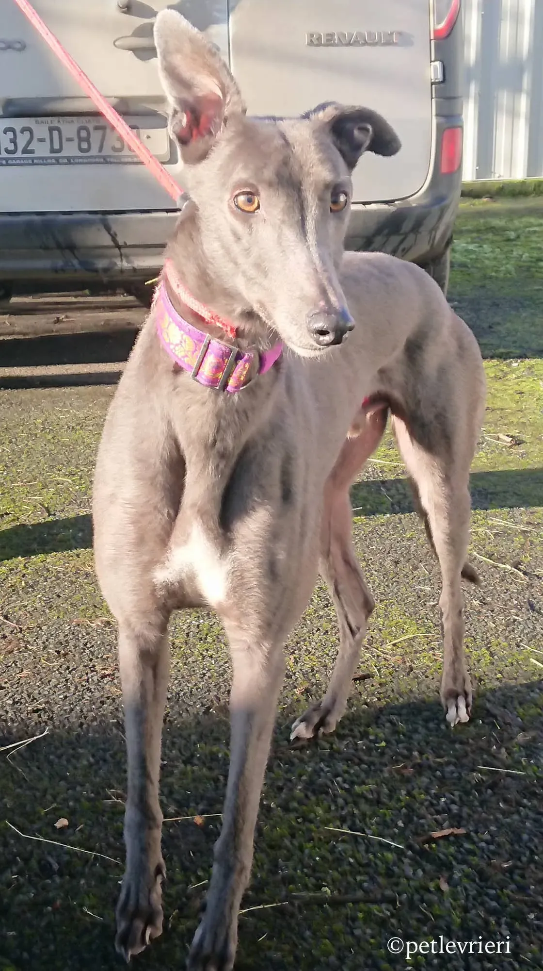 bingley adozione levrieri greyhound 14