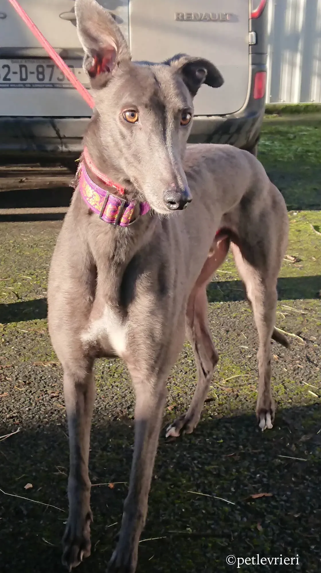 bingley adozione levrieri greyhound 15