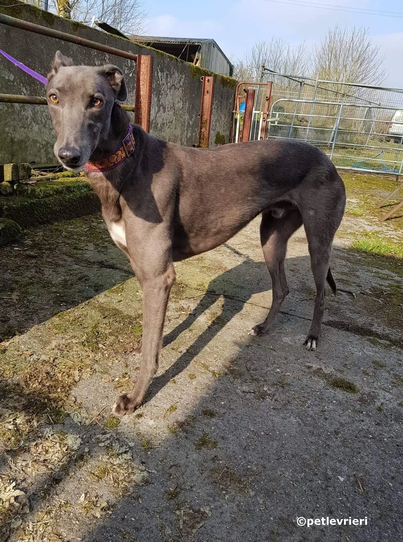 bingley adozione levrieri greyhound 2