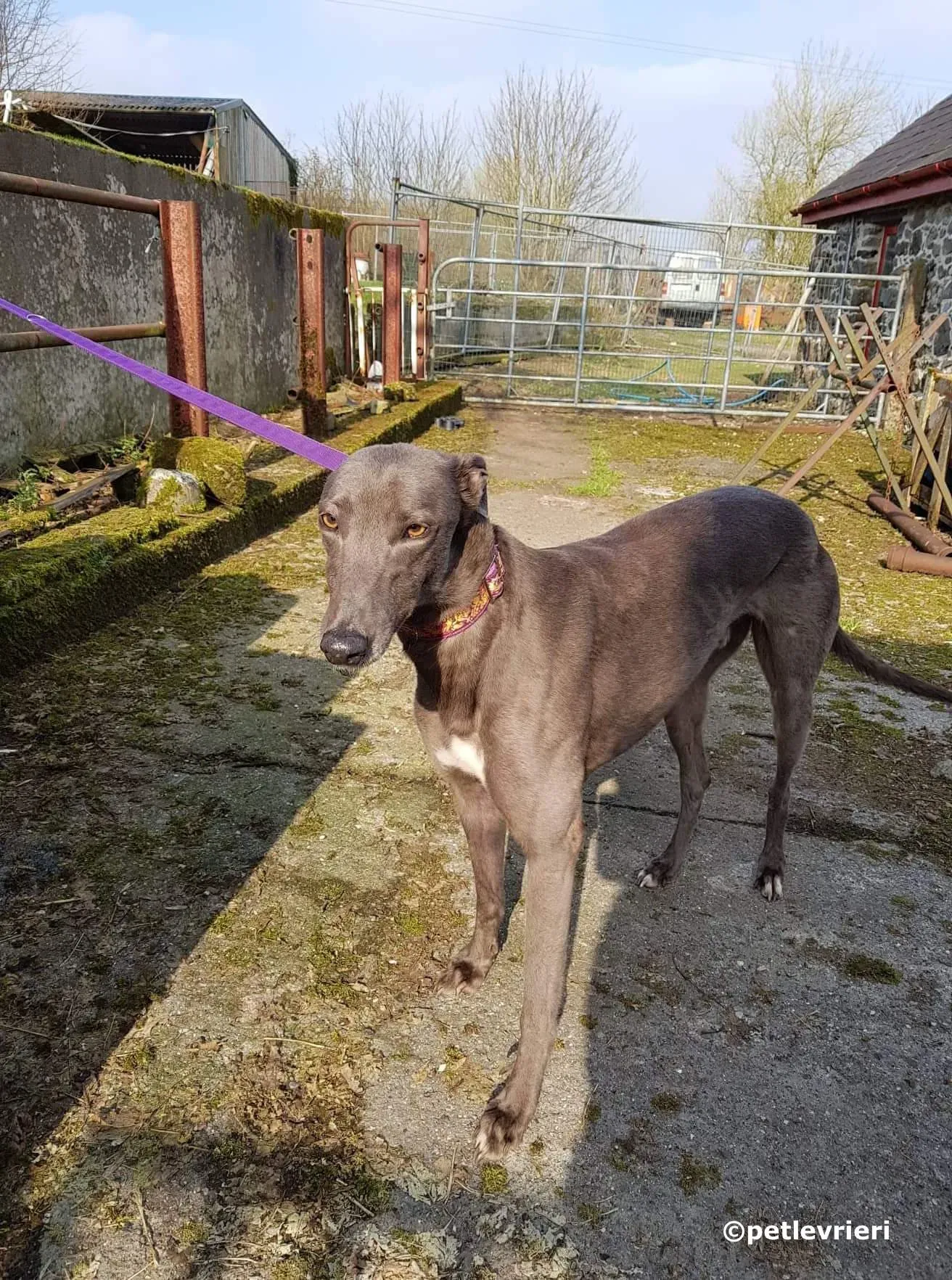 bingley adozione levrieri greyhound 3