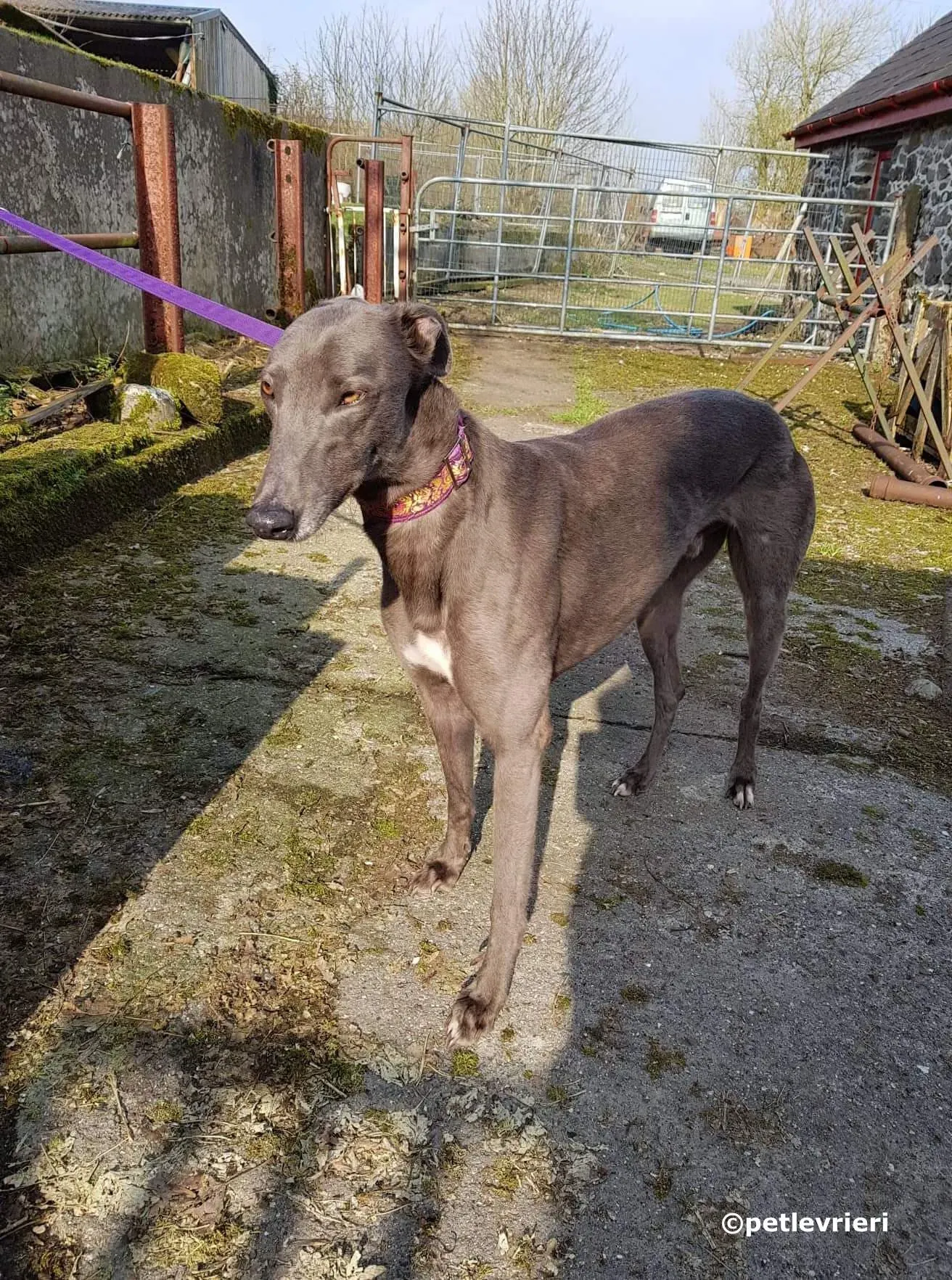 bingley adozione levrieri greyhound 4