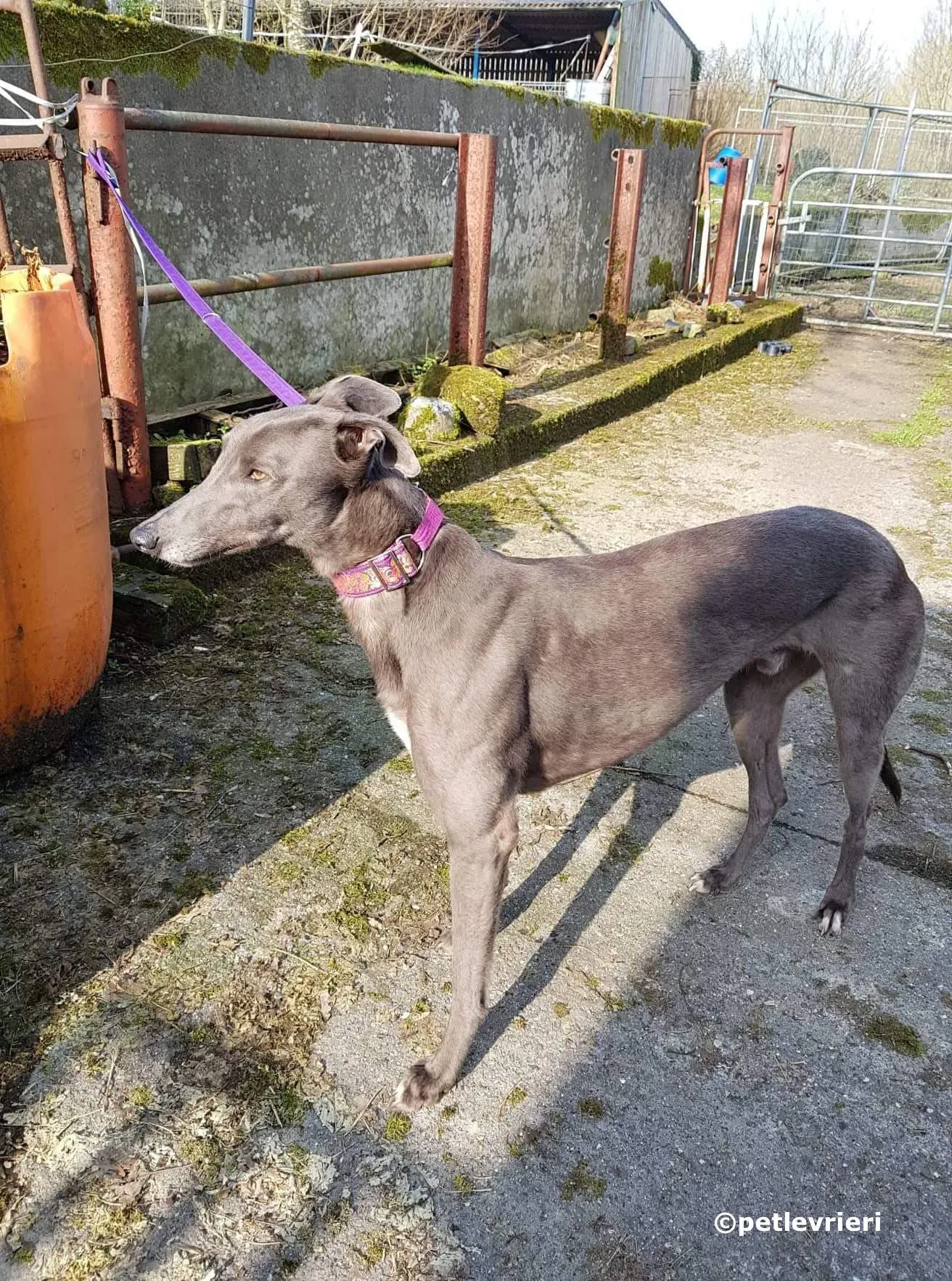 bingley adozione levrieri greyhound 5 1