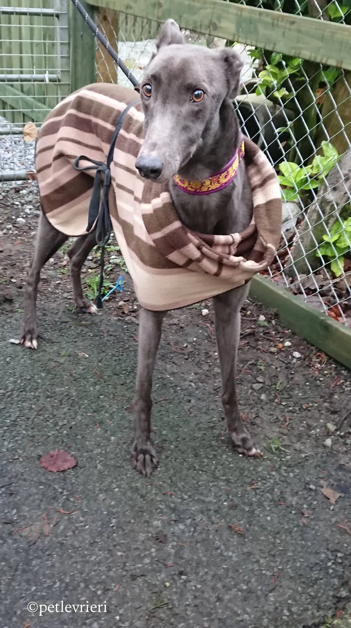 bingley adozione levrieri greyhound 5