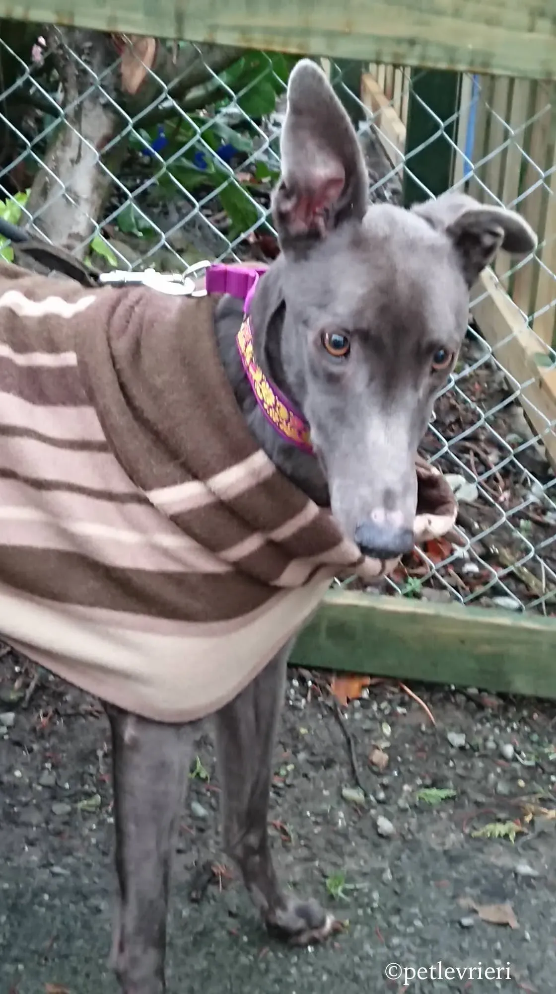 bingley adozione levrieri greyhound 6