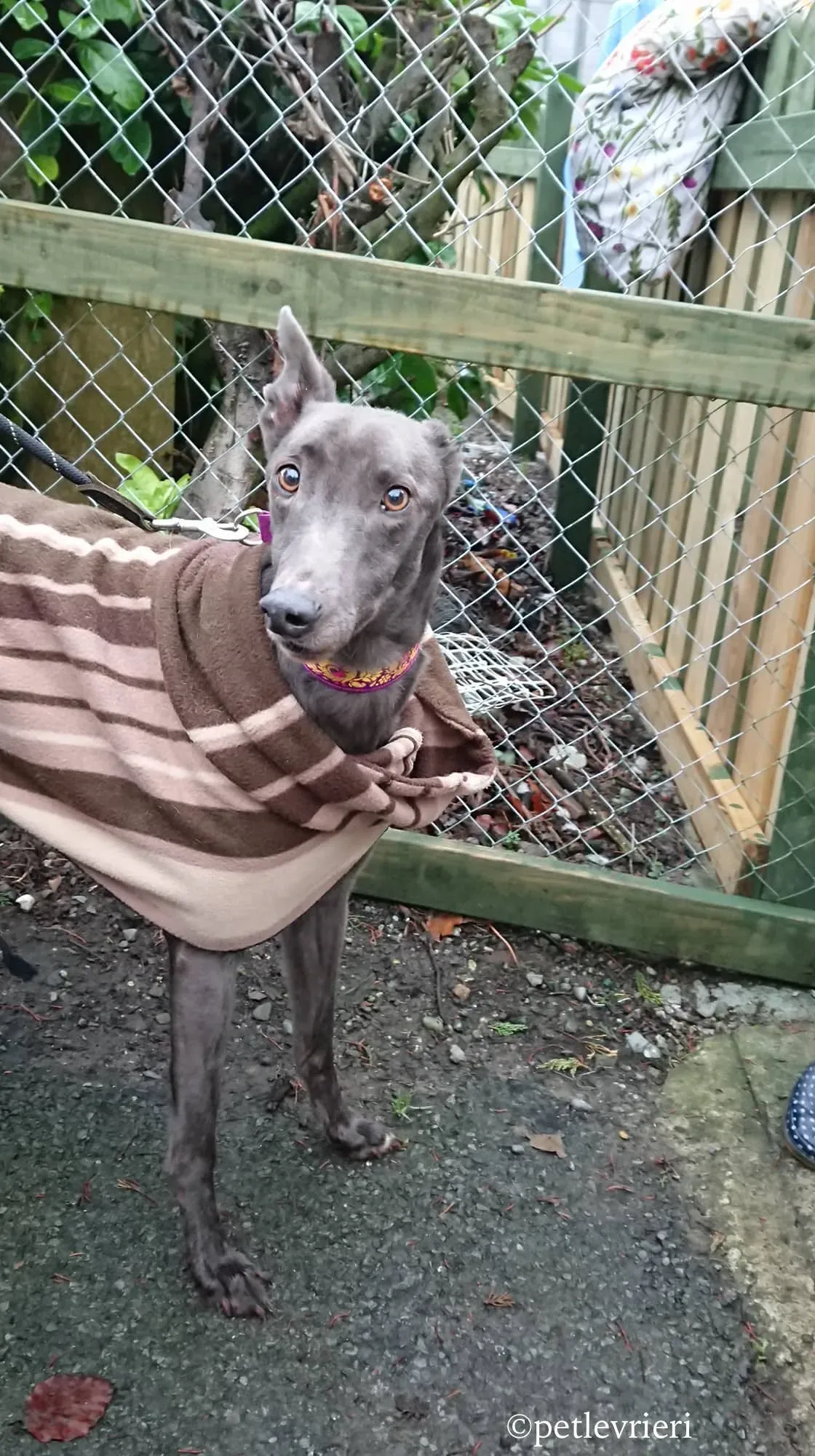 bingley adozione levrieri greyhound 7