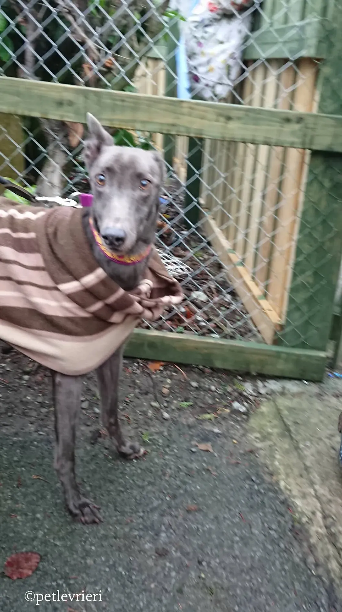 bingley adozione levrieri greyhound 8