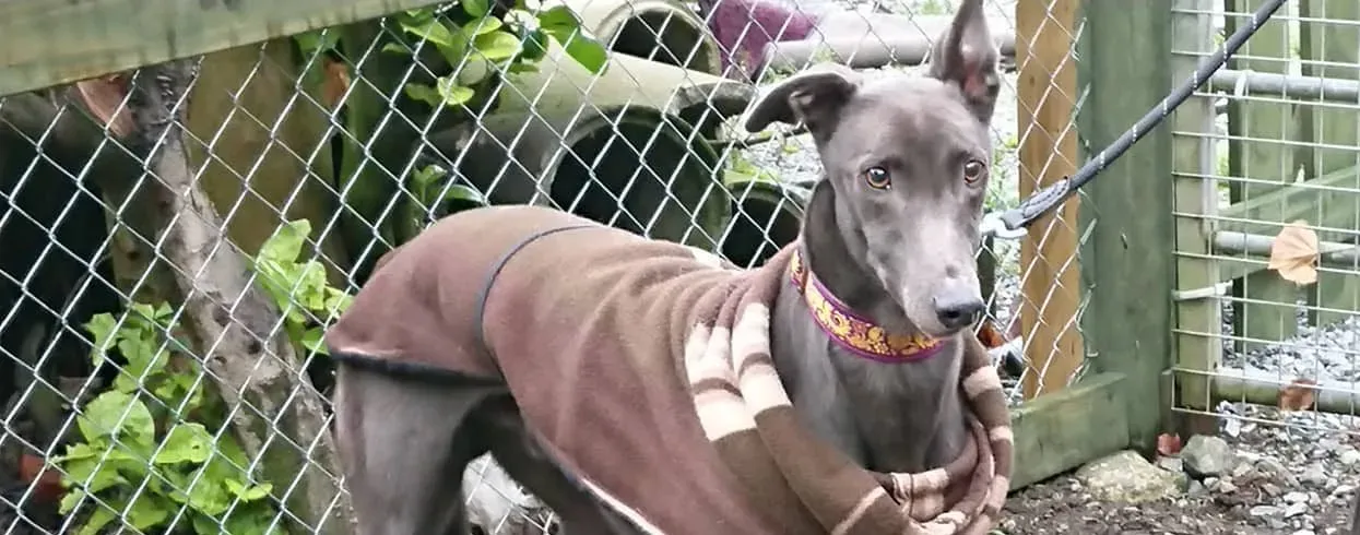 bingley bradford adozione levrieri greyhound 1 e1544706035909