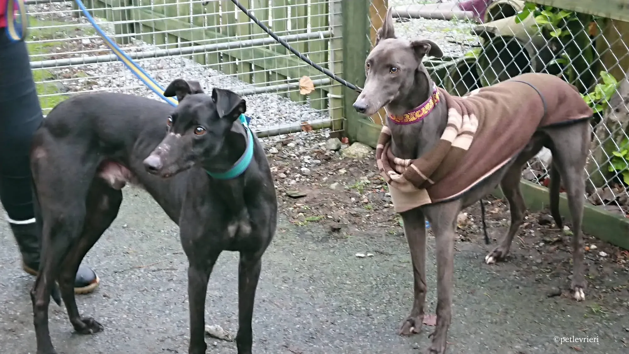 bingley bradford adozione levrieri greyhound 2