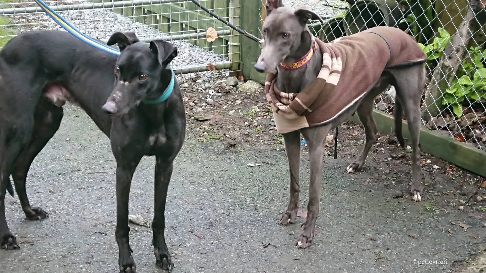 bingley bradford adozione levrieri greyhound 3