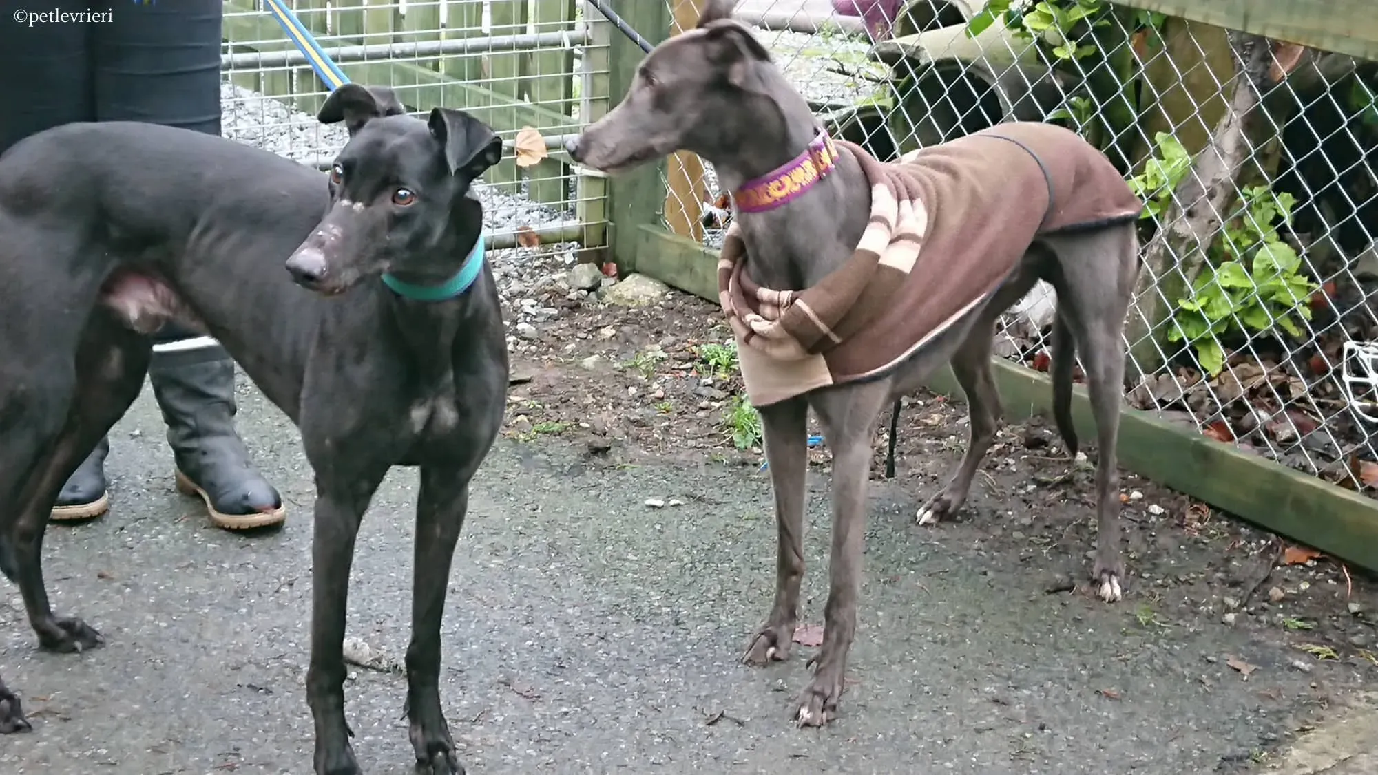 bingley bradford adozione levrieri greyhound 4