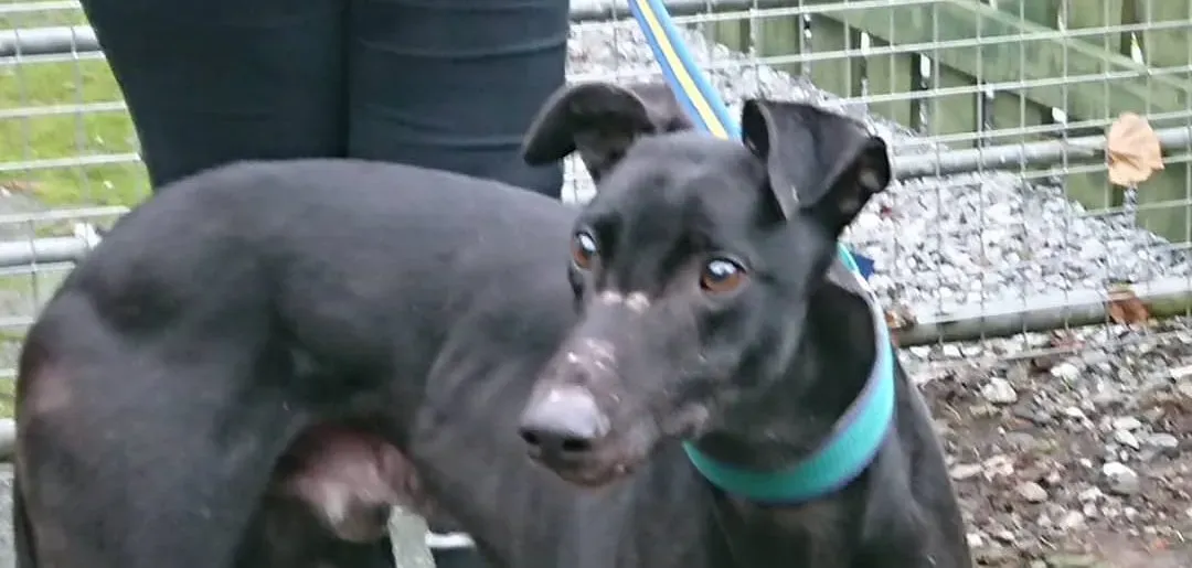 bingley bradford adozione levrieri greyhound 6 e1544706852678