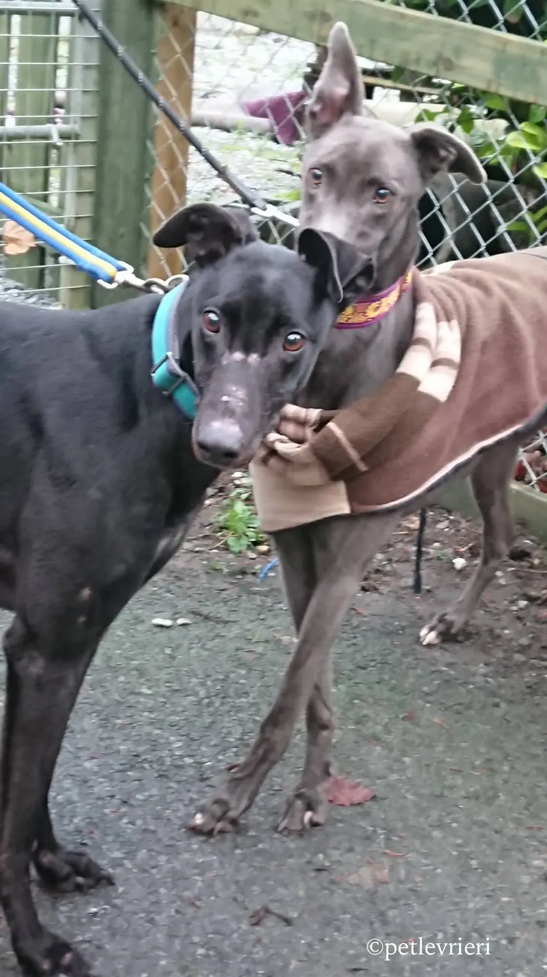 bingley bradford adozione levrieri greyhound 7