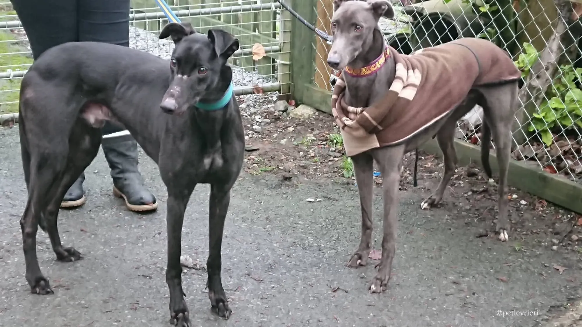 bingley bradford adozione levrieri greyhound 8