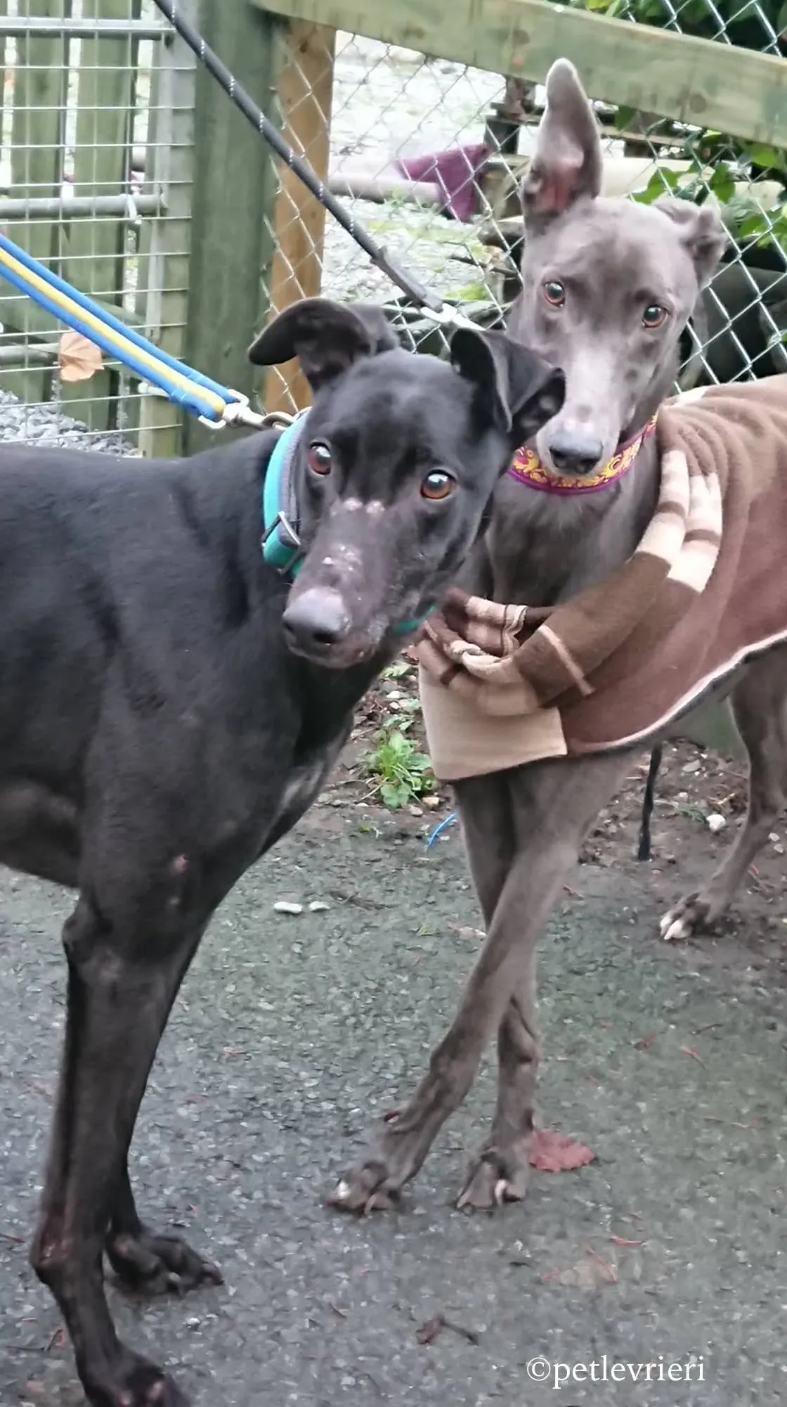 bingley bradford adozione levrieri greyhound 9