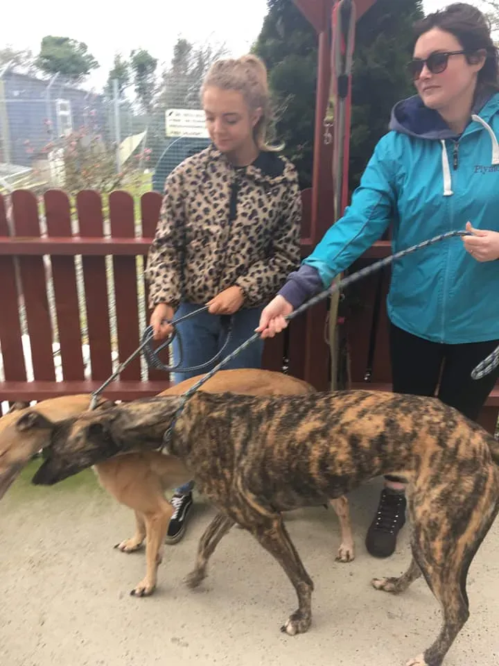 bingo adozione levrieri greyhound 