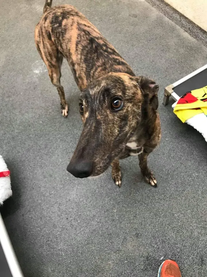 bingo adozione levrieri greyhound 2 1